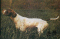 Pedigree TIBET DE LA LEMBAZ Pedigree TIBET DE LA LEMBAZ